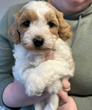 Cavapoo1.jpeg