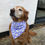 Thumbnail: Lilac Floral Bandana