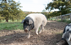 Sassy the rescued pig playing in the pasture at C.A.R.E. Farm Sanctuary in Aurora, Missouri