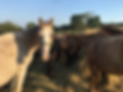 download (10).png