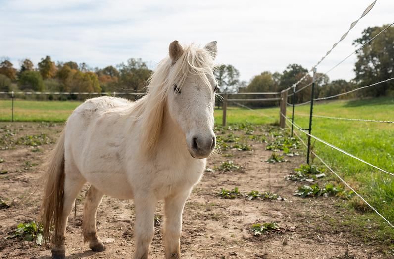 C.A.R.E. Farm Sanctuary