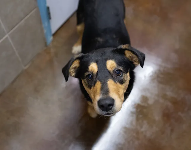 Donate C A R E Rescue