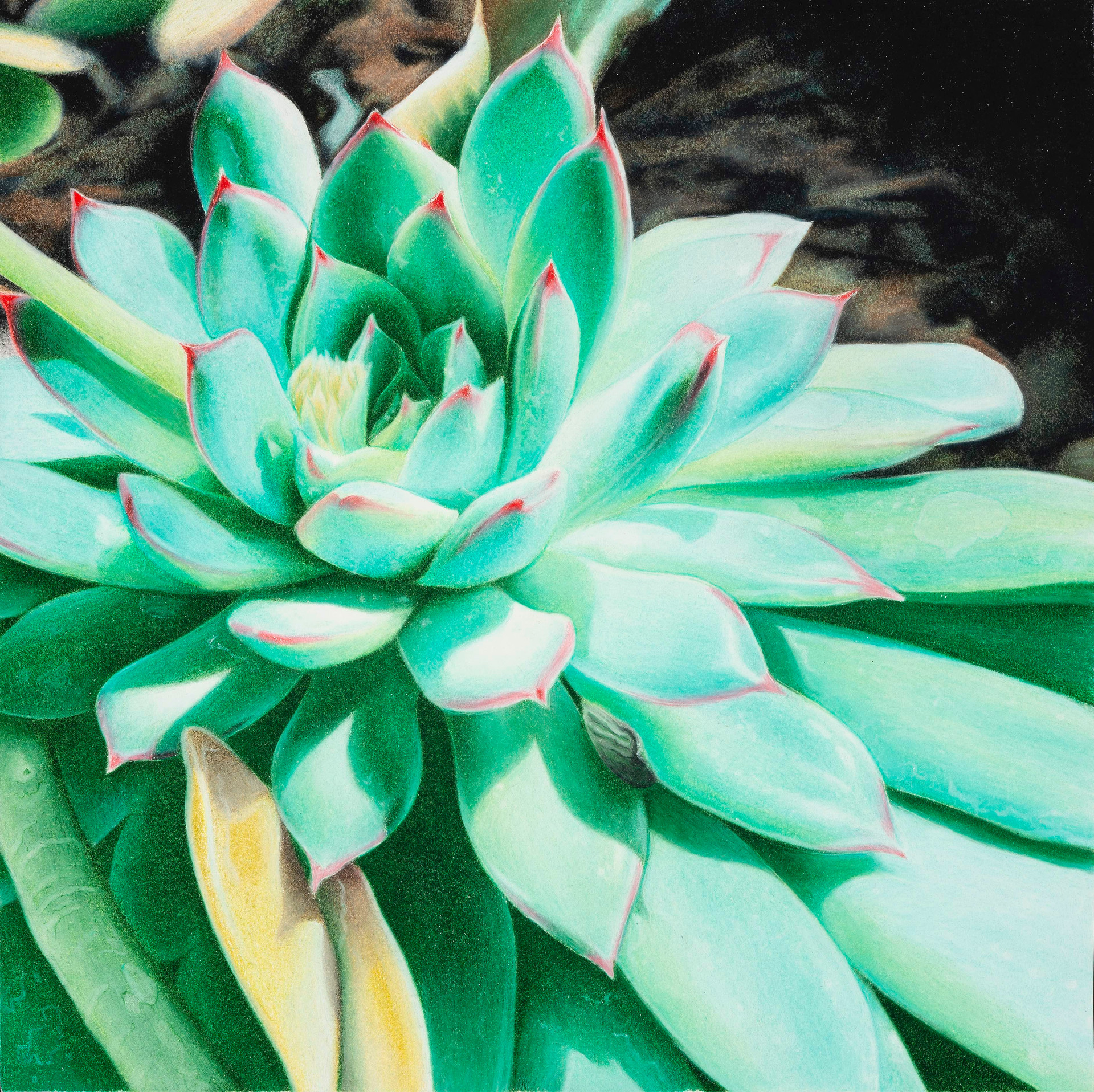 Sunlit Succulent