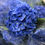 Thumbnail: Just Hydrangea (Vday)
