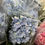 Thumbnail: Just Hydrangea (Vday)