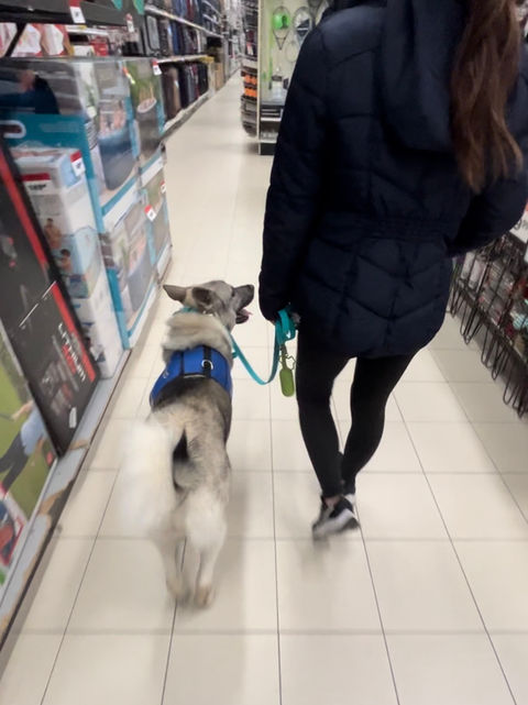 service dog, service dog trainer, psychiatric service dog, service dog foundations