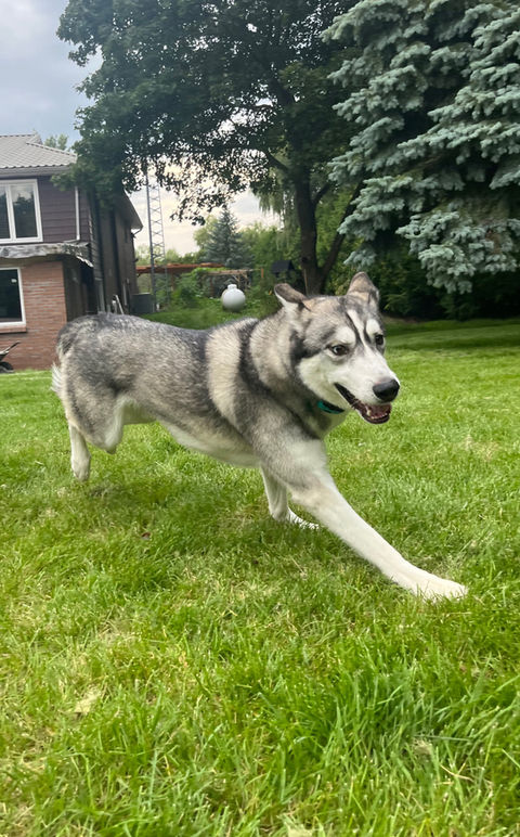 Off-leash training for a husky, dog training, husky obedience training