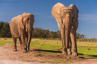 two elephants standing next to each other in a field