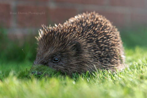 a close up of a hedgehog with the words photography on the bottom
