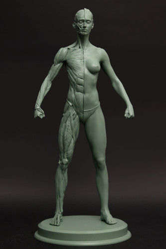 Female Ecorche Statue | Grassetti