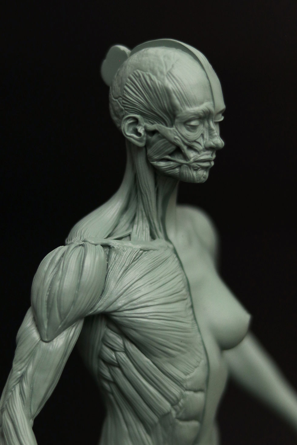 Thumbnail: Female Ecorche Statue