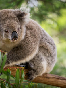 BACK TO NATURE - Koalas need protective legislation