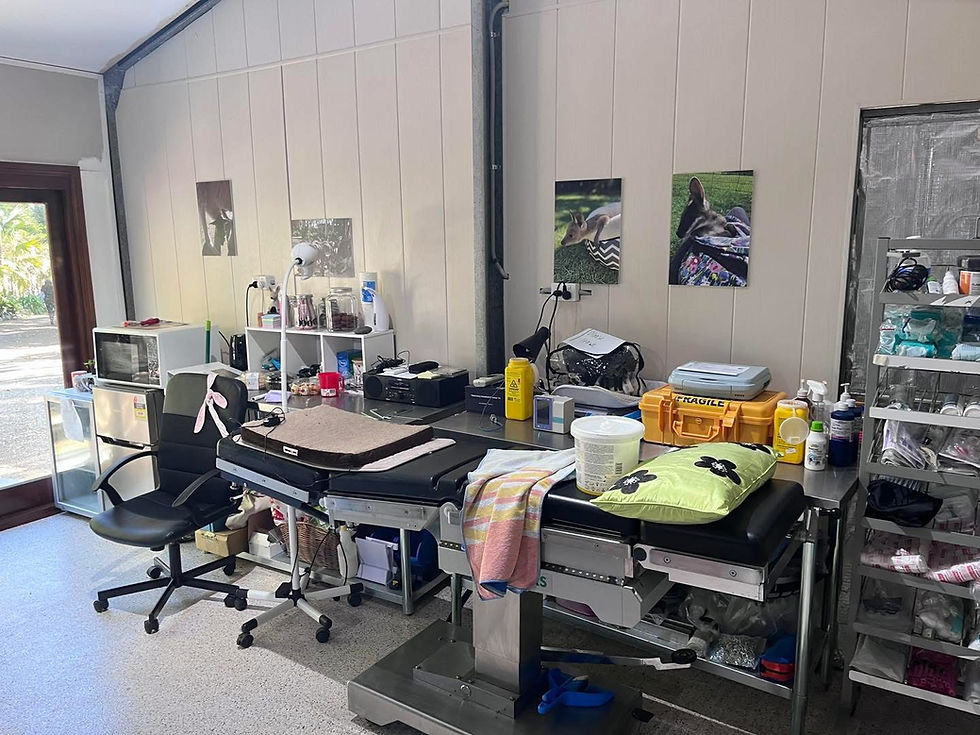 FEATURE - Healing Hoppers