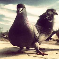 Brothers of a flock