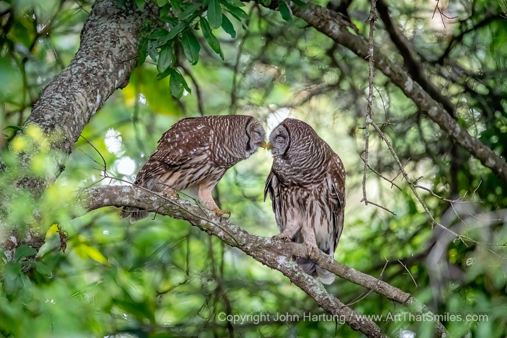 Owl Always Love You