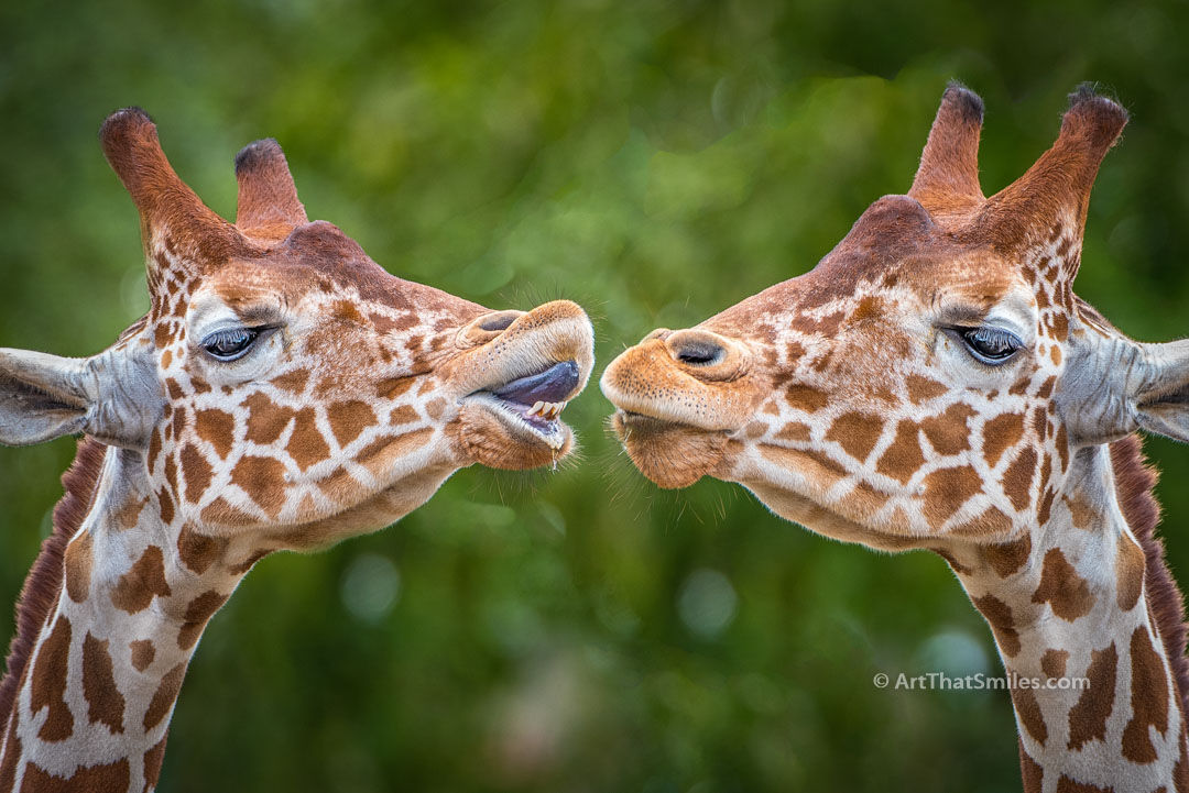 Photograph of young giraffes acting adorable. Art from the "Land Animals" photo collection.