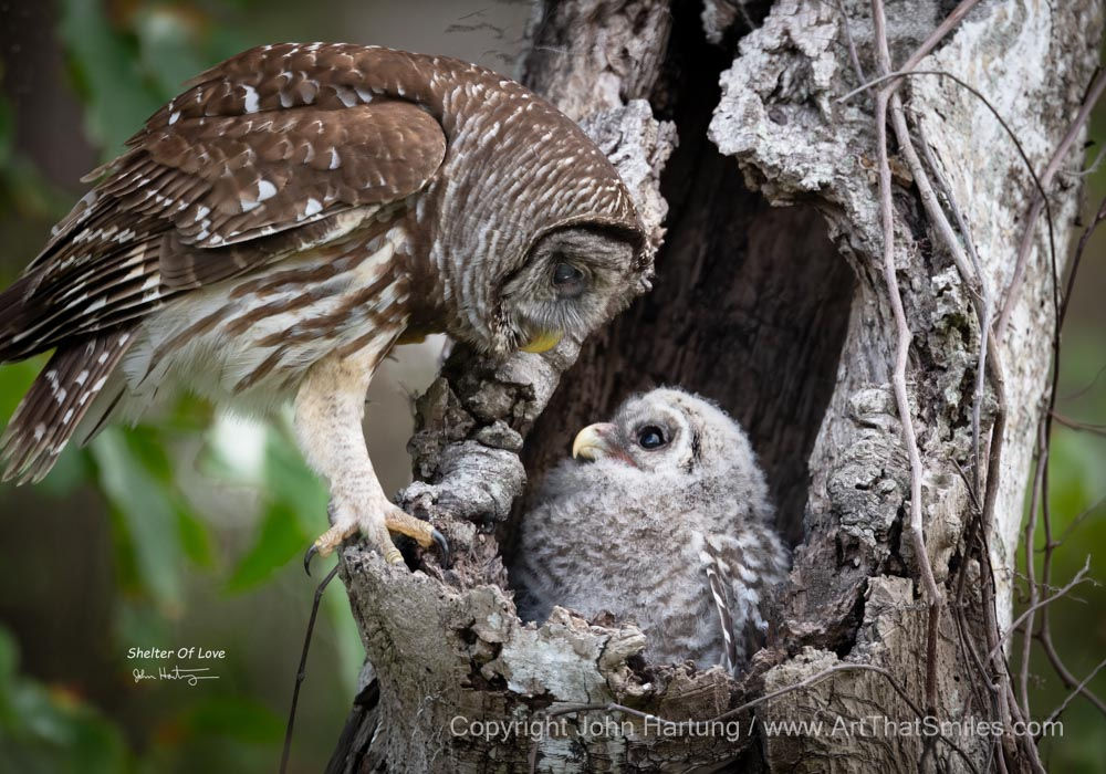 Shelter Of Love