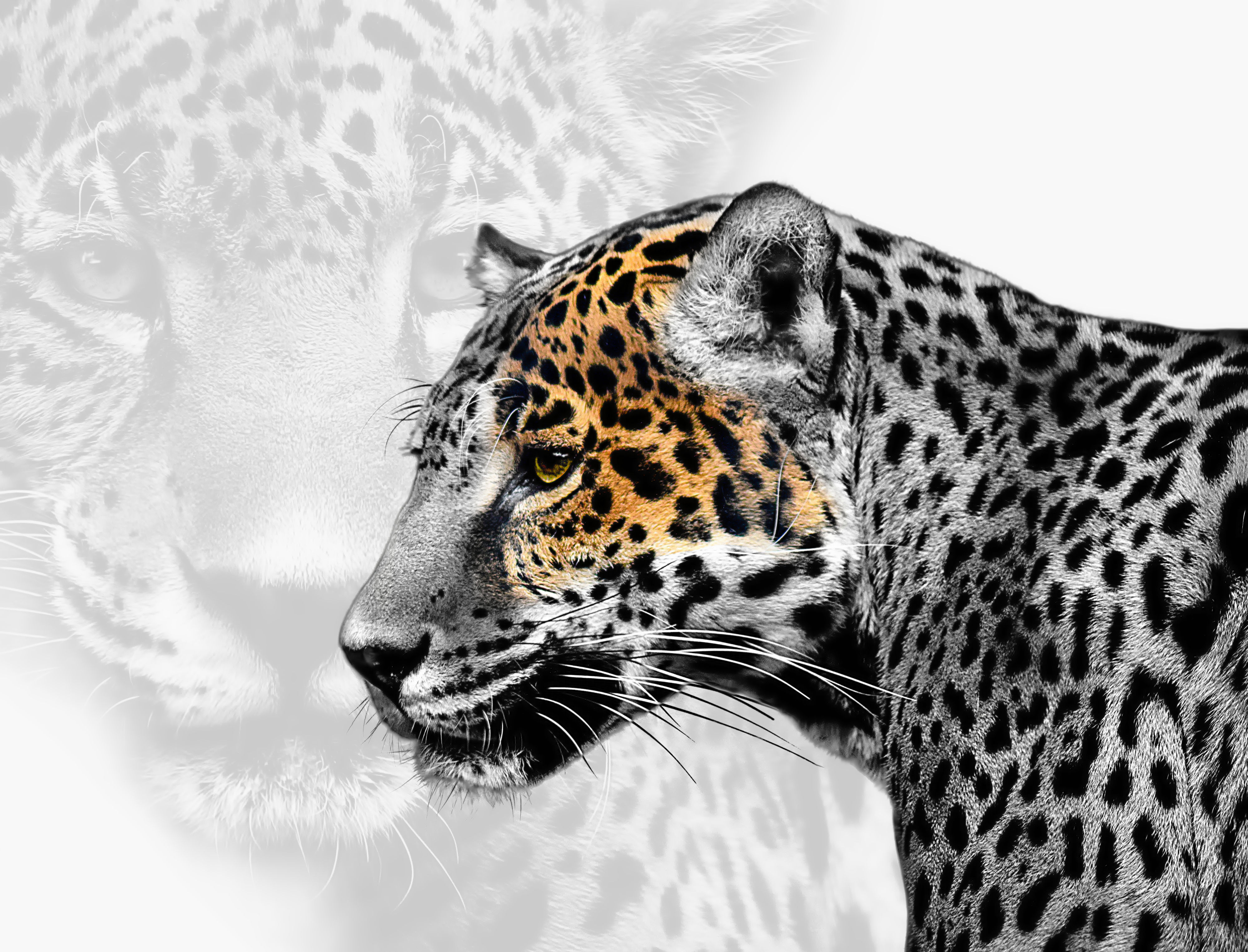 Jaguar Color Splash
