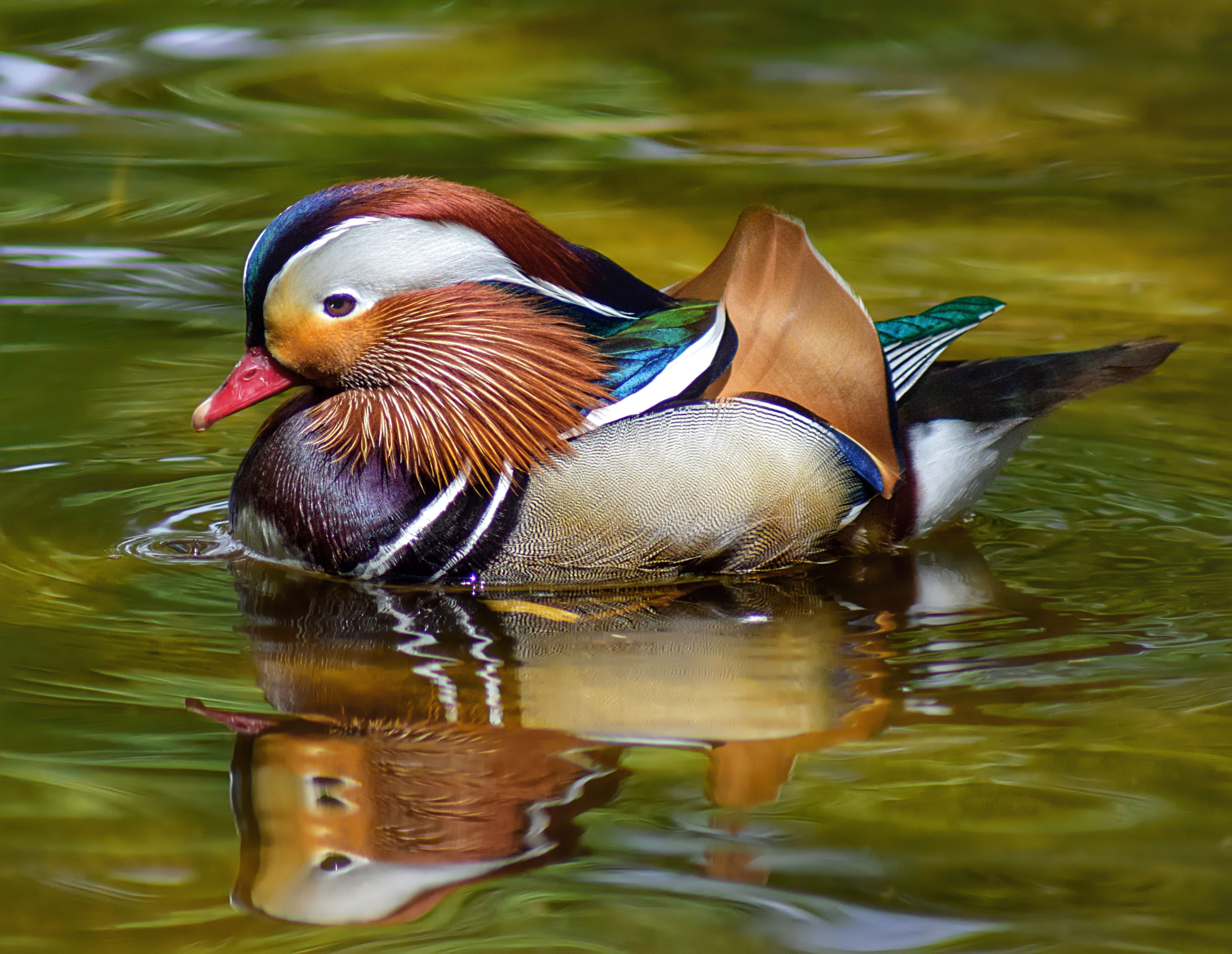 Mandarin Glide - by Shawn Thomas