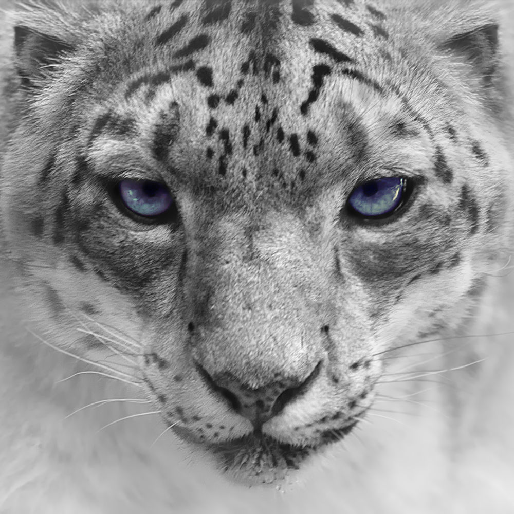 Frosty Gaze