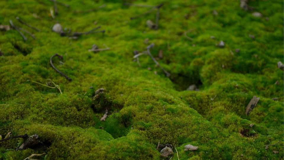 moss lsiddee.jpeg
