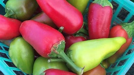 Organic Fresno Pepper