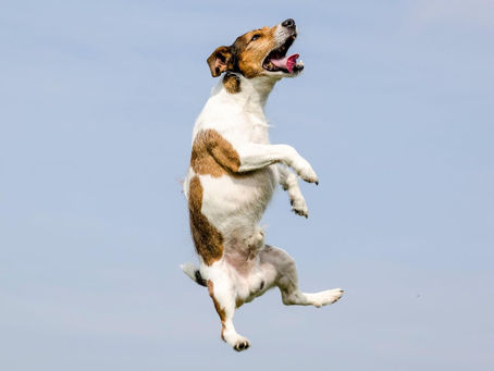 Can You Really Calm Down A Hyper Dog?
