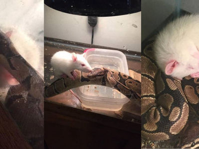 Cobra surpreende e vira ‘melhor amiga’ de rato; veja fotos