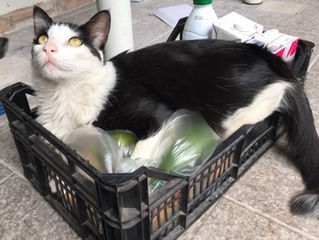 Família procura por Shiro, gatinho desaparecido em Suzano!