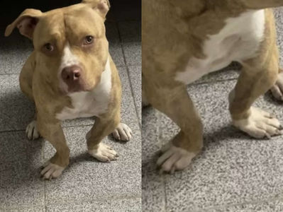 Jovem cadelinha com síndrome nas patas espera cirurgia para se curar