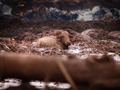 Brumadinho: Conselho de Veterinária responde críticas sobre o abate de animais com fuzil