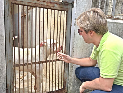Órgão de combate aos maus-tratos atendeu quase mil ocorrências