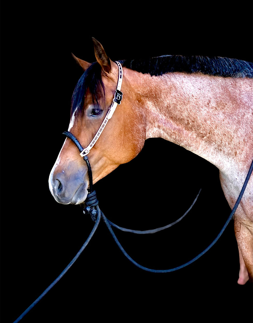 Thumbnail: SHOWBRIDLE with DOTS from;