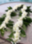 maile orchid