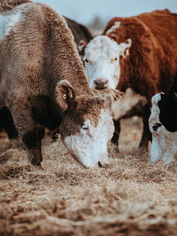 Feed Grade Yeast-Bioven Ingredients.jpg