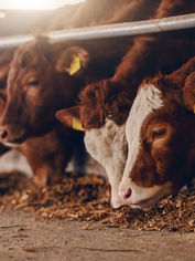 Feed Grade Yeast-Bioven Ingredients.jpeg