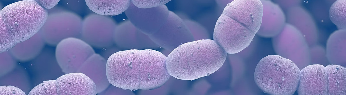 Streptococcus strains-Bioven Ingredients.jpg