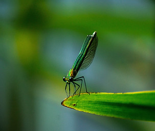 Dragonfly