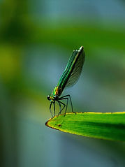 Libelle