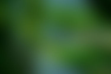 Les Libellules : Gardiennes de la Beauté Aérienne et Sentinelles Aquatiques