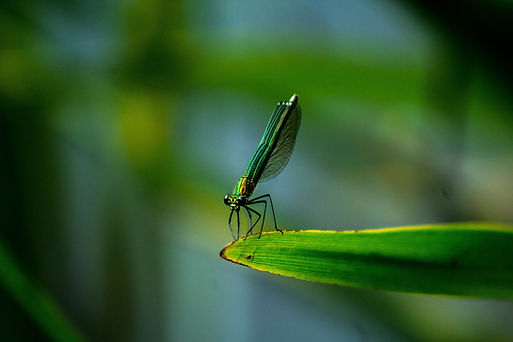 Libelle