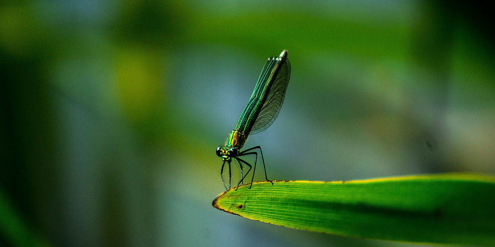 Sortie nature "les libellules"