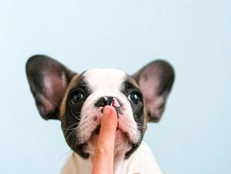 5 Sneaky Ingredients Hiding in Some Dog Treats