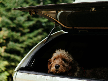 Don't Go Camping Without These Essentials For Your Dog
