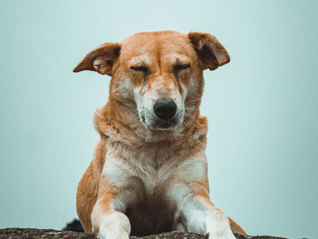 Does Your Dog Dream About You?