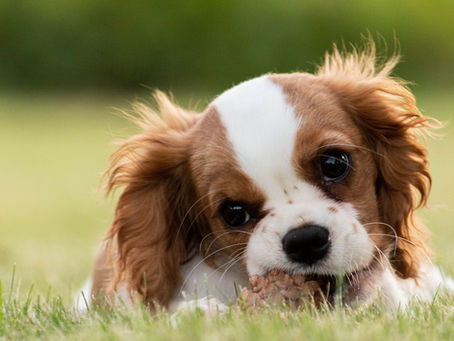 New Puppy Essentials Every Owner Should Have
