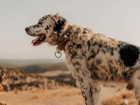 Summer Dangers Every Pet Parent Should Be Aware Of