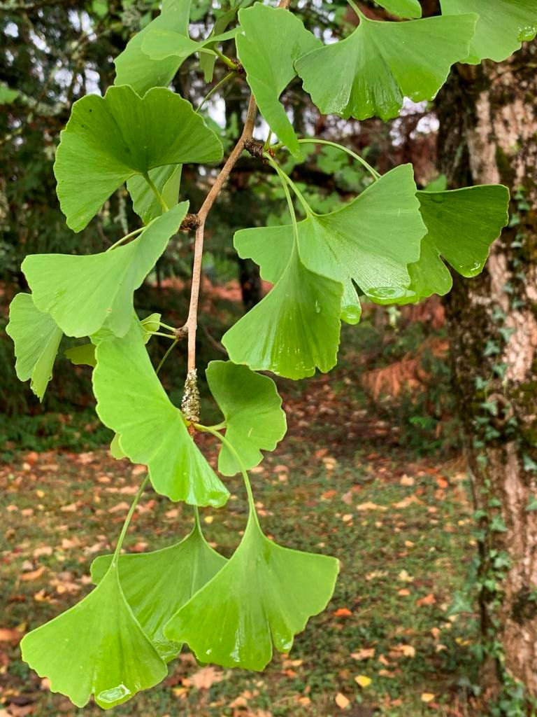 Chat_courant, feuille de ginkgo biloba
