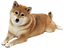 柴犬