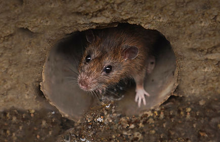 ◆ネズミ駆除施工